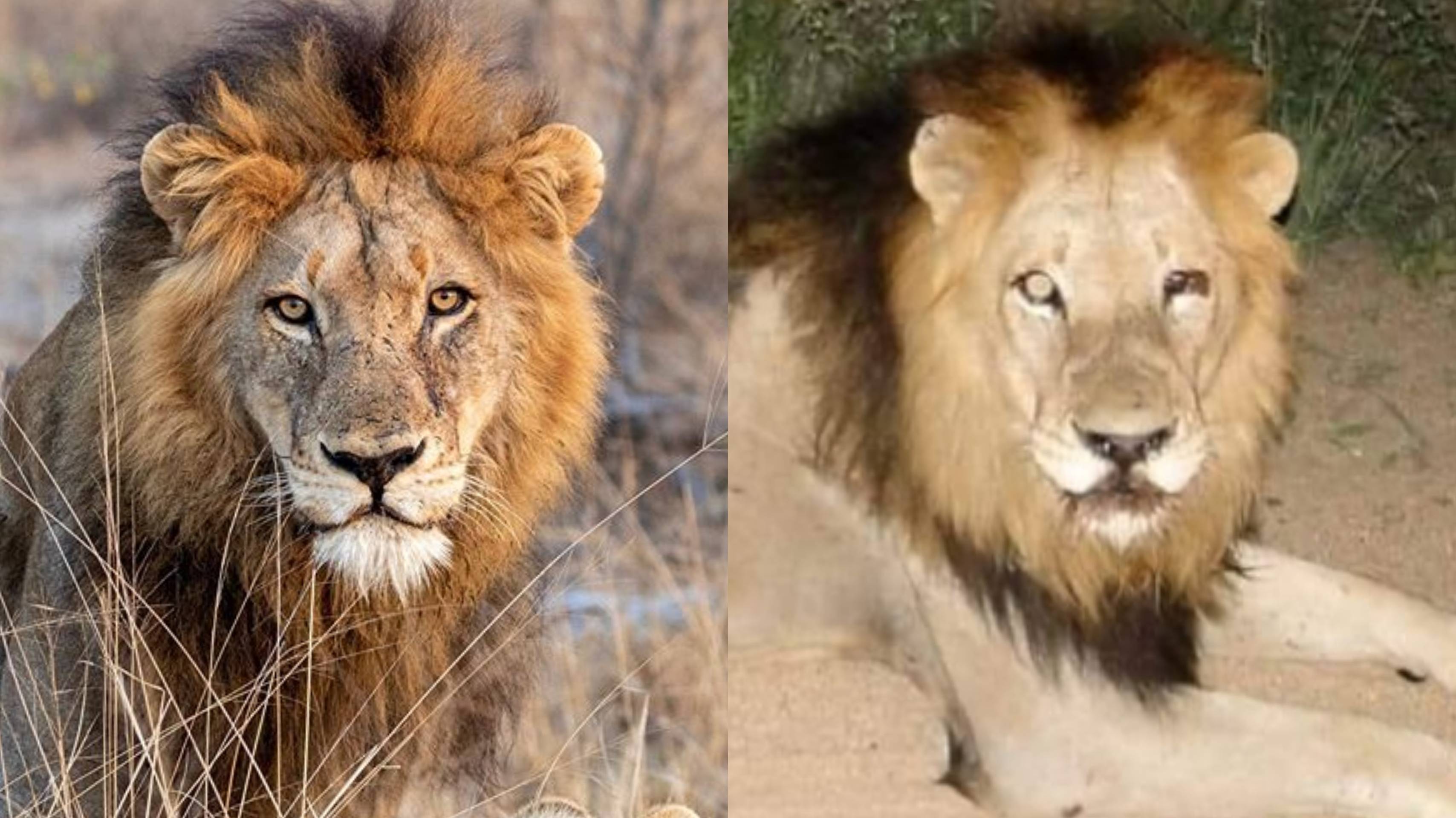 Robson koalíció: Stompie és One eye
