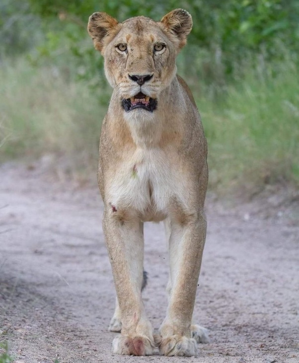 Sabi Sands oroszlánfalkái 2024 február