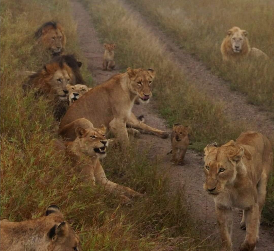 A Shishangaan koalíció és a Satara falka