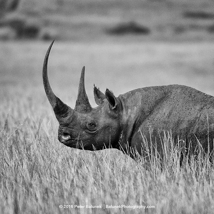 Karanja