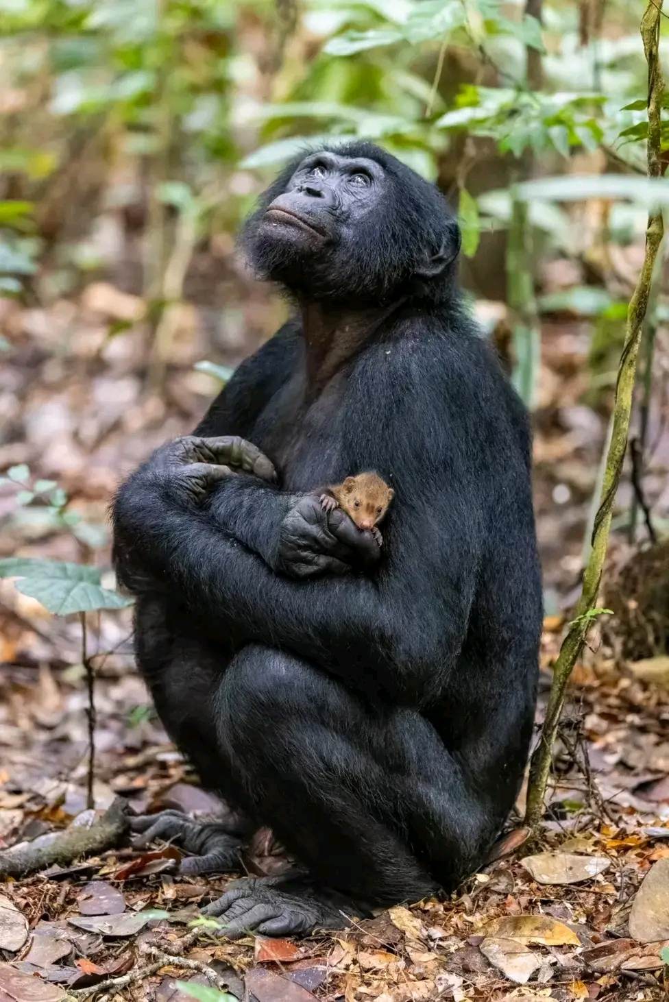 Bonobo kapcsolata egy mongúzzal