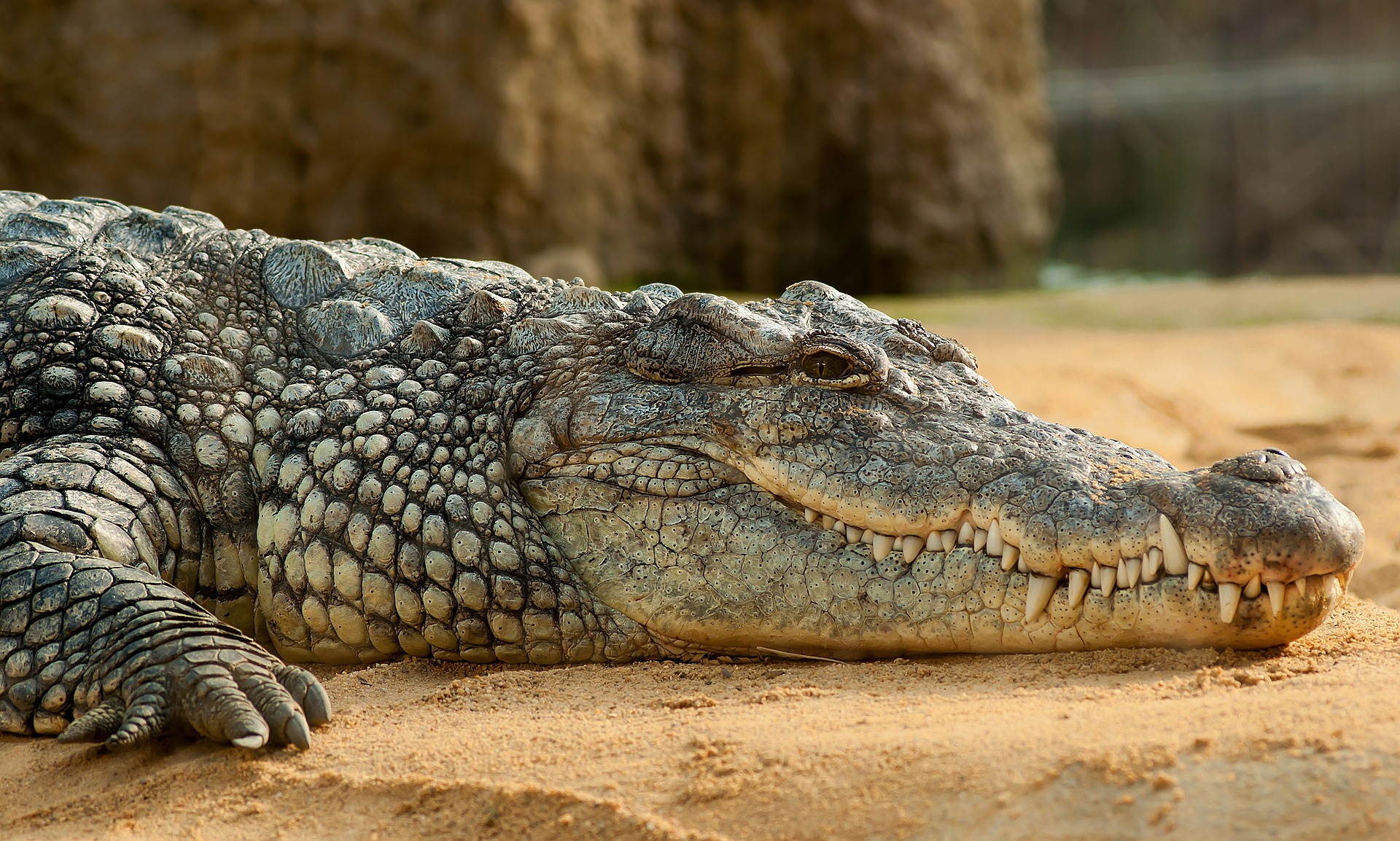 A nílusi krokodil (Crocodylus niloticus) Afrika egyik legnagyobb és legveszélyesebb ragadozója. A nagy krokodilok közvetlen találkozás során komoly veszélyt jelenthetnek az emberre. Fotó: safaritravelplus