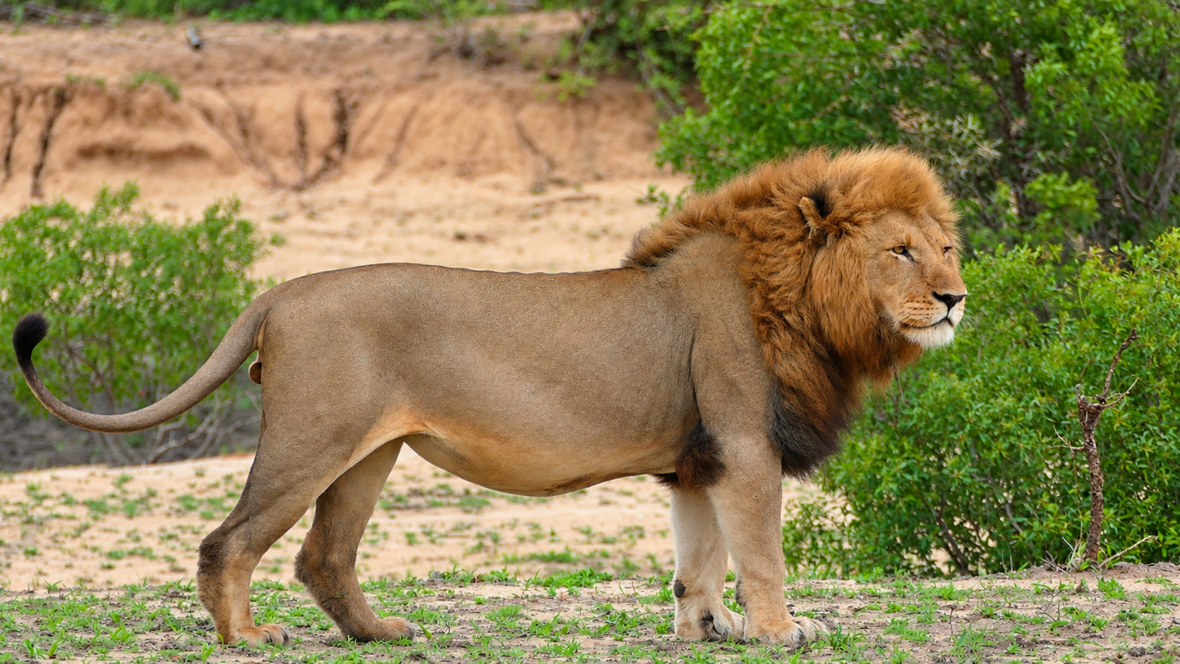 Hímoroszlán a Kruger Nemzeti Parkban. A Sabi Sand és Kruger közötti kerítések felszámolása jelentősen megkönnyítette az állatok szabad mozgását a két terület között. Fotó: Bernard DUPONT