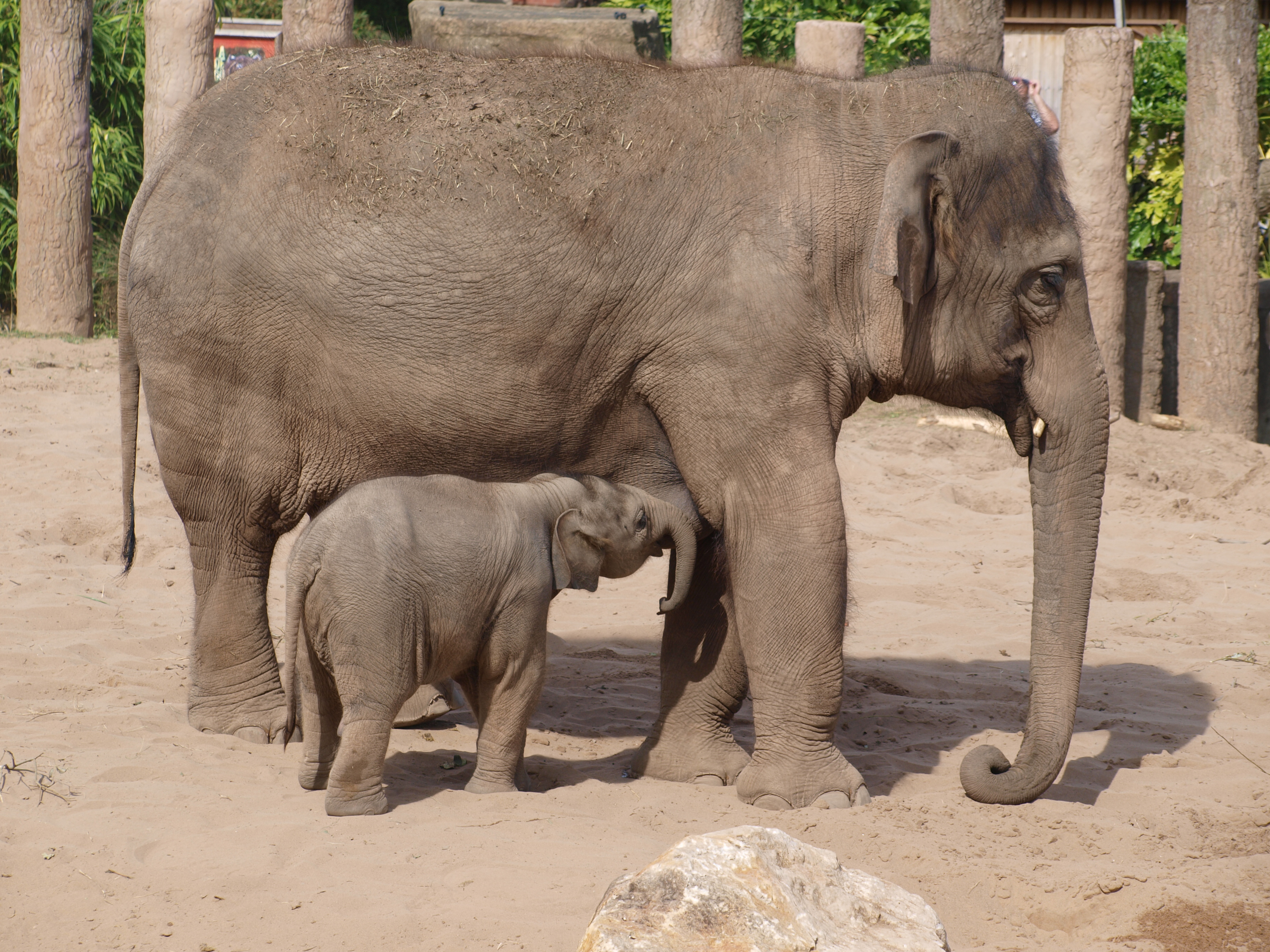 Ázsiai elefántok egymás közelében állnak a Chester Zoo kifutójában.