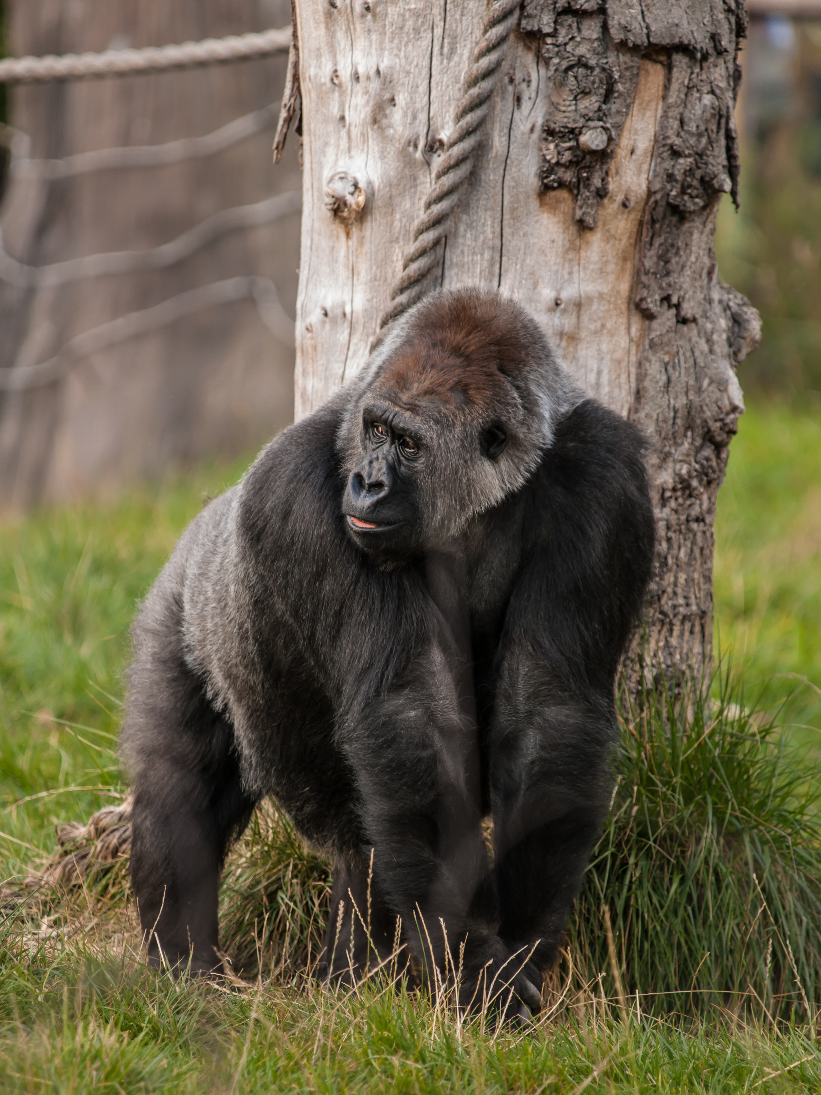 Felnőtt hím nyugati síkvidéki gorilla a Londoni Állatkertben