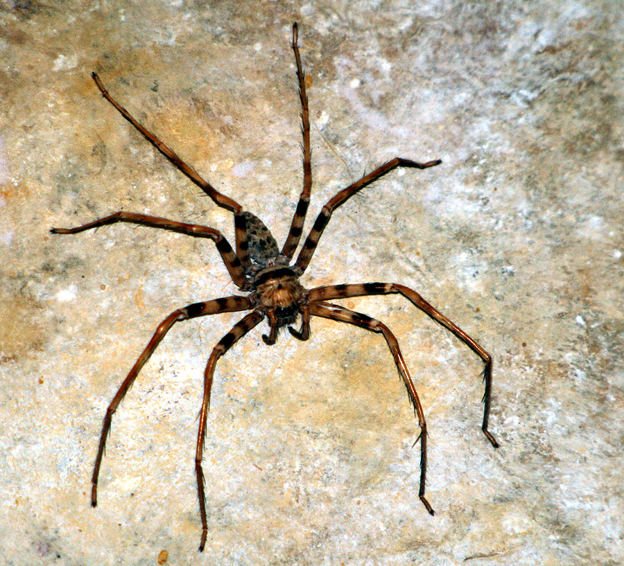 Óriás vadászpók (Heteropoda maxima) hosszú lábakkal