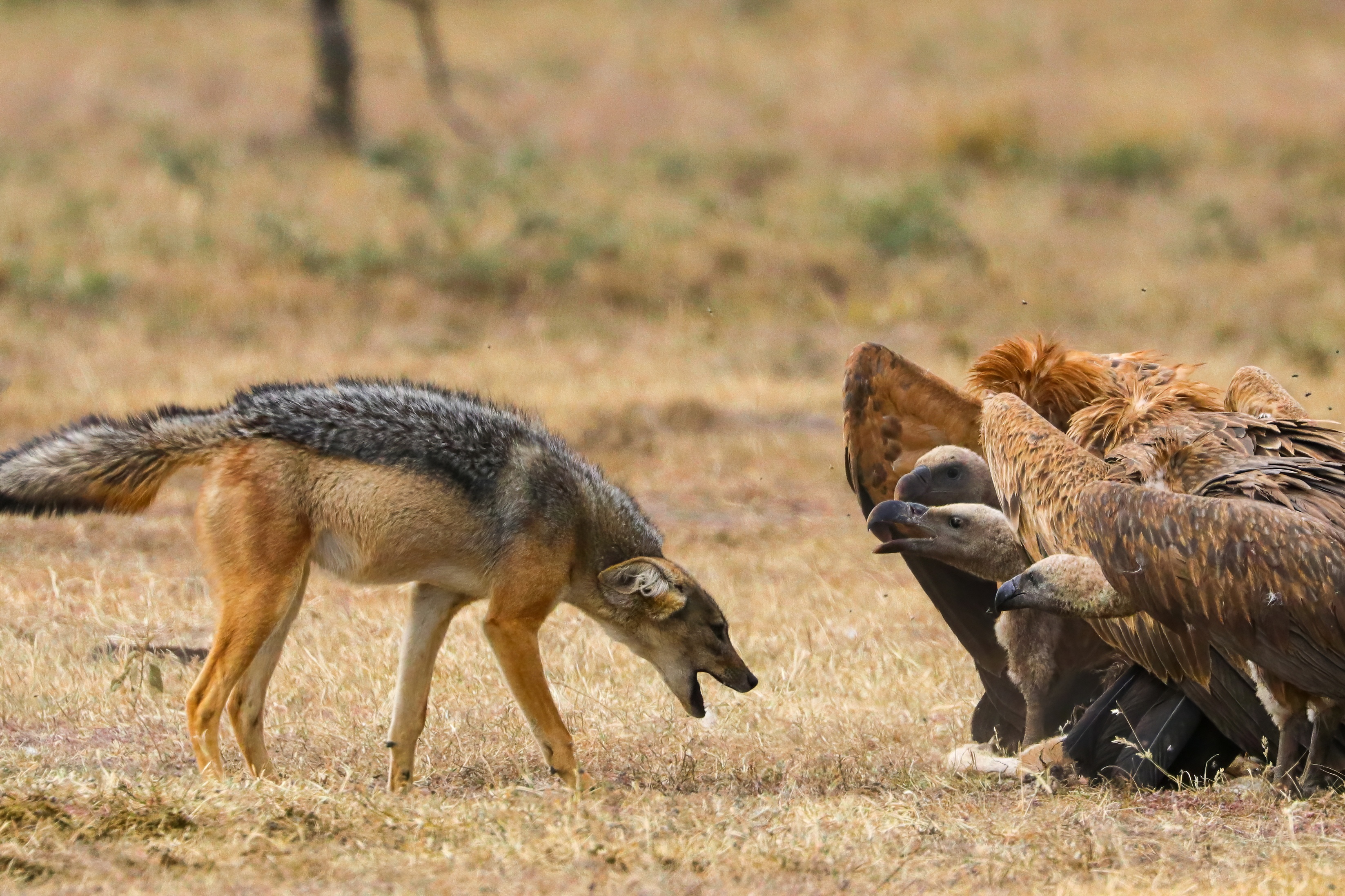 Feketehátú sakál közelít egy tetem körül táplálkozó afrikai keselyűkhöz a kenyai Ol Pejeta területén.