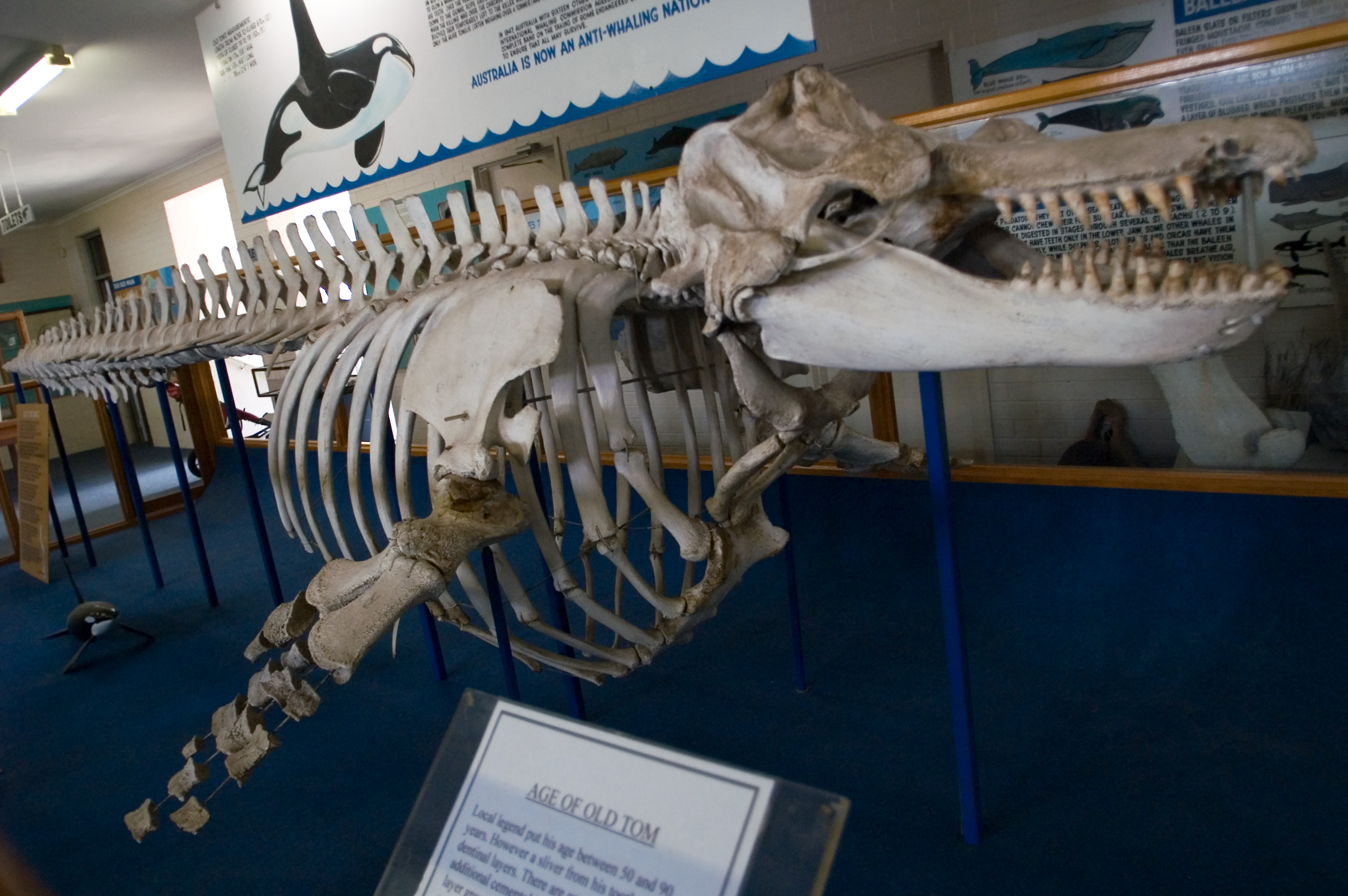 Old Tom orka kiállított csontváza az Eden Killer Whale Museumban, közelről látható koponyával, állkapoccsal és fogakkal.