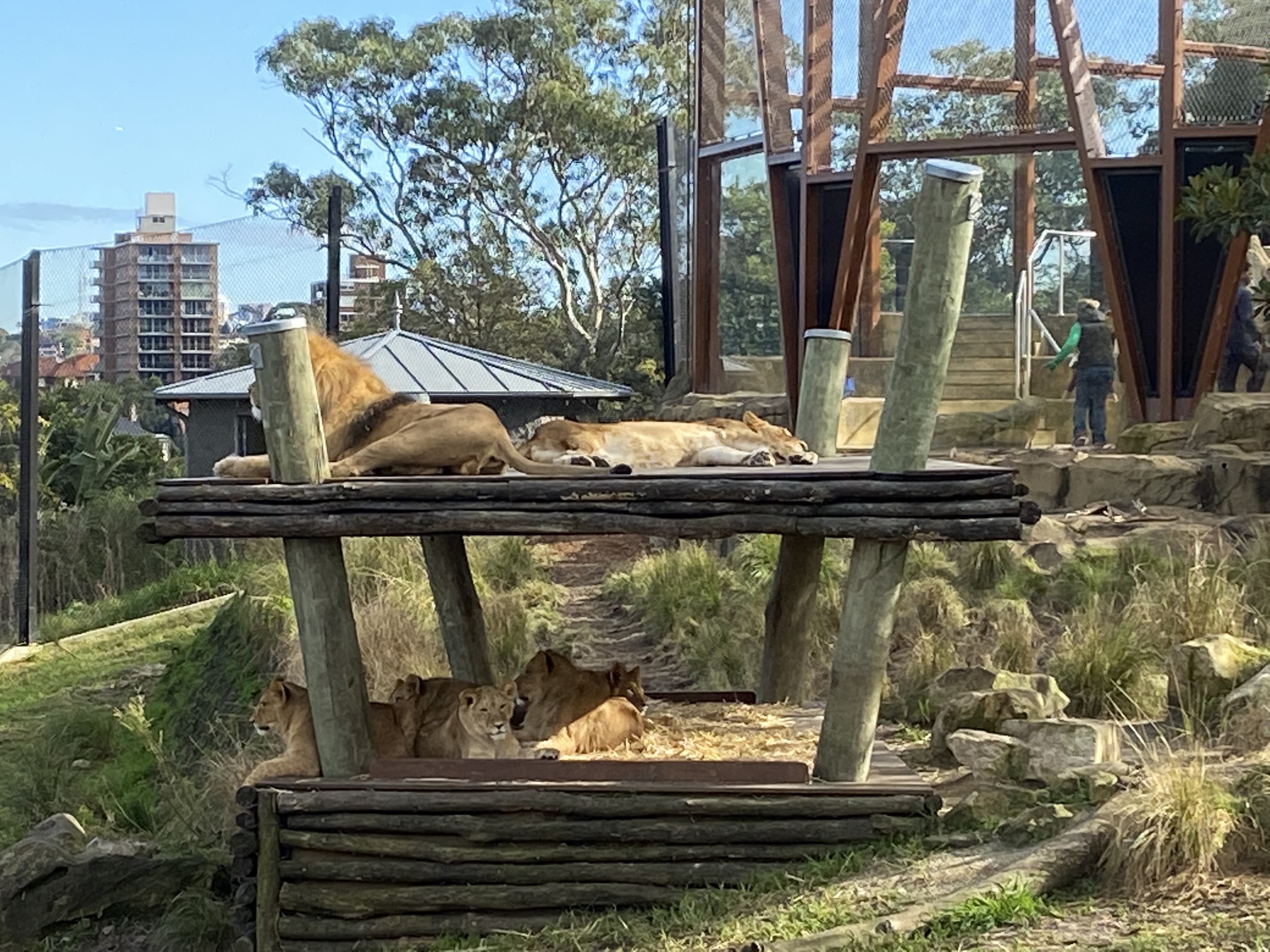 A Taronga Állatkert oroszlánkifutója Sydneyben, 2022 júniusában.