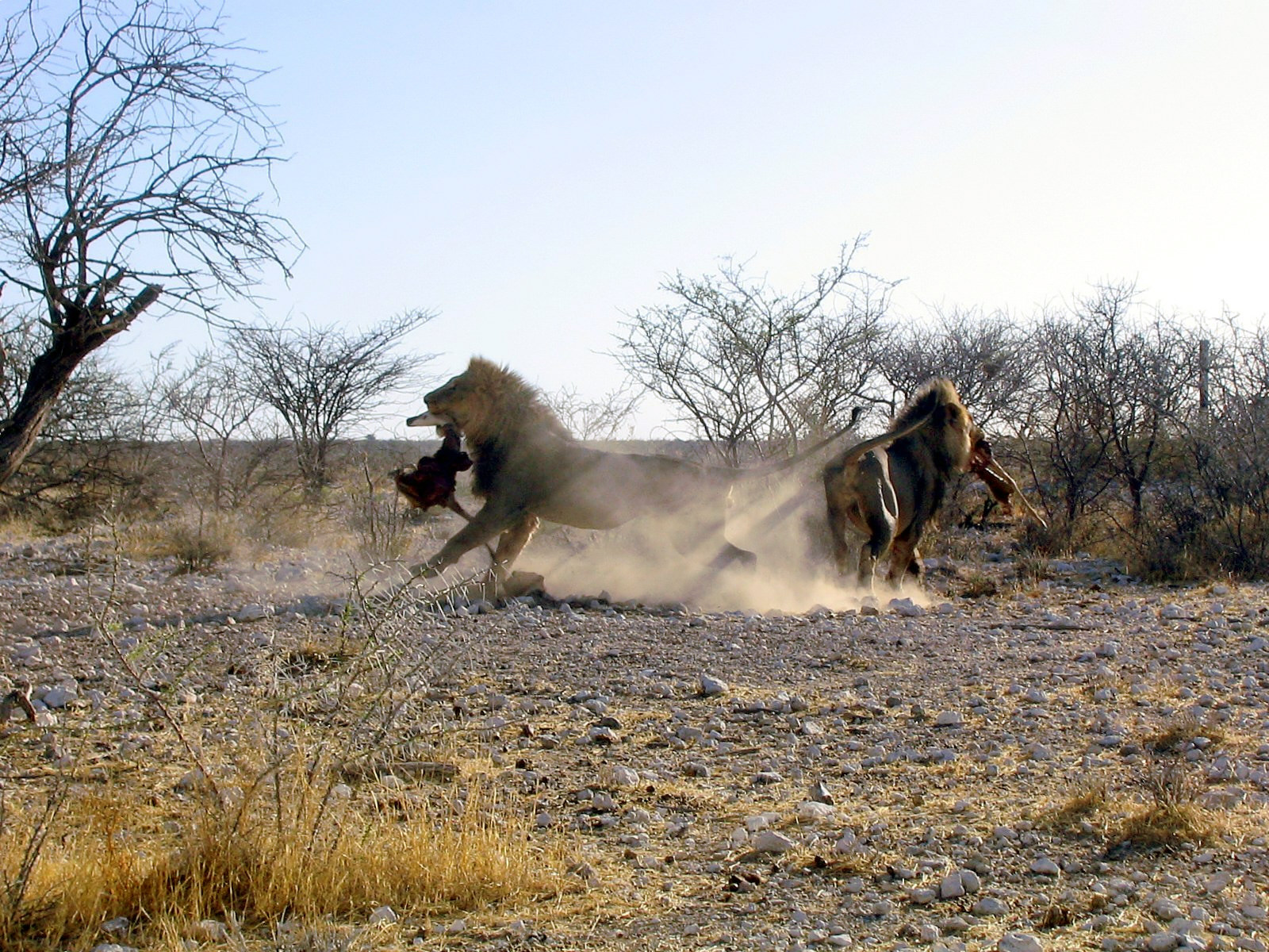 Két hímoroszlán konfliktusa az Etosha Nemzeti Parkban. A kép illusztráció, nem Black Manedet, Golden Manedet vagy az öt érkező hímet ábrázolja. Fotó: Wikimedia Commons.
