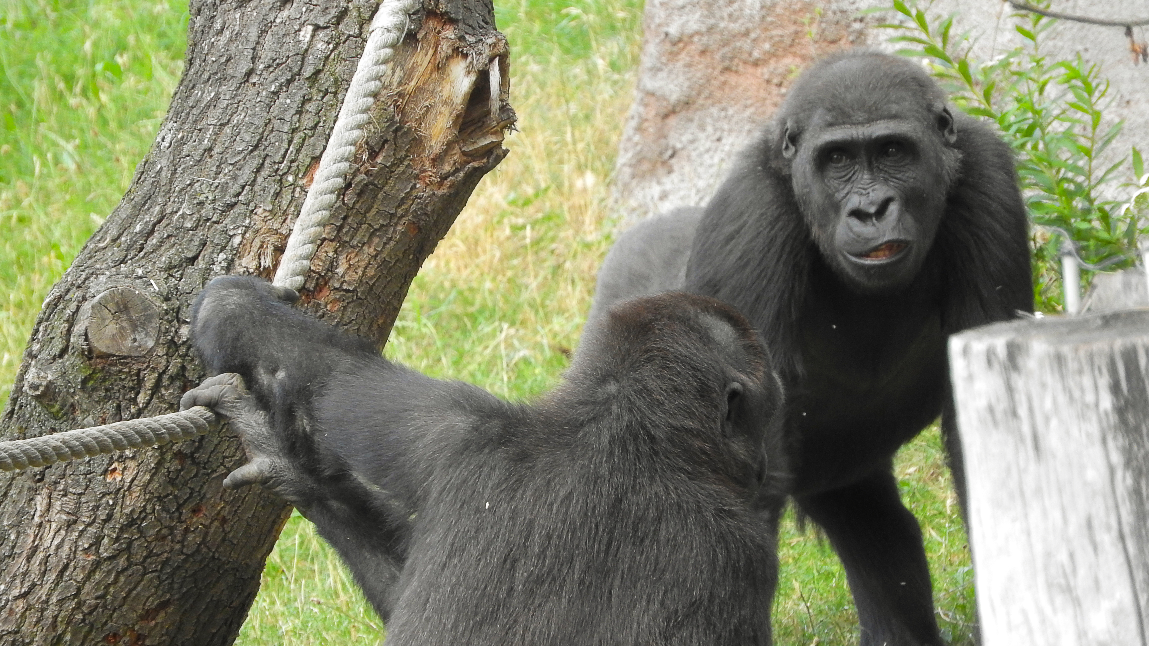 Nuru és Kiburi fiatal hím gorillák a Prágai Állatkertben