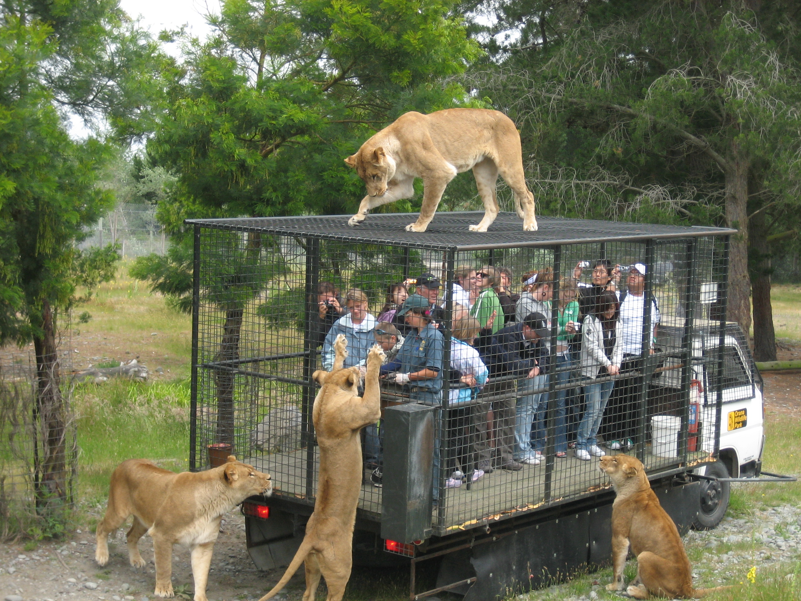 Oroszlánok és egy védett etetőjárműben tartózkodó emberek az Orana Wildlife Parkban.