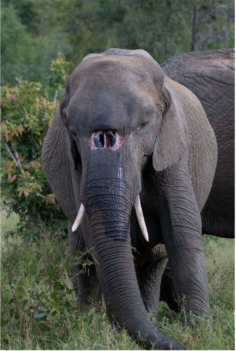 Rhandzekile, forrás Singita.com