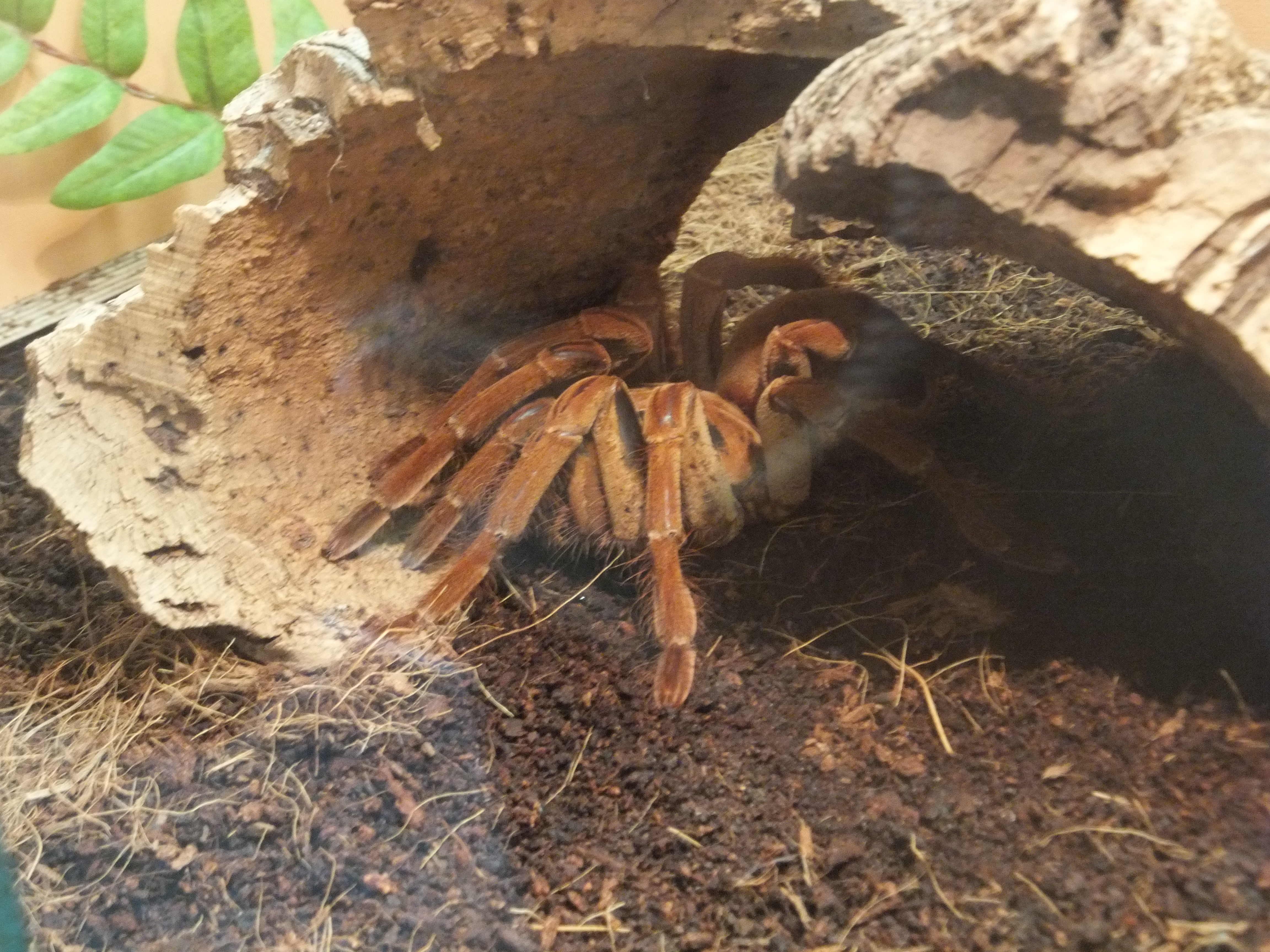 Góliát madárpók (Theraphosa blondi) az erdei avarban