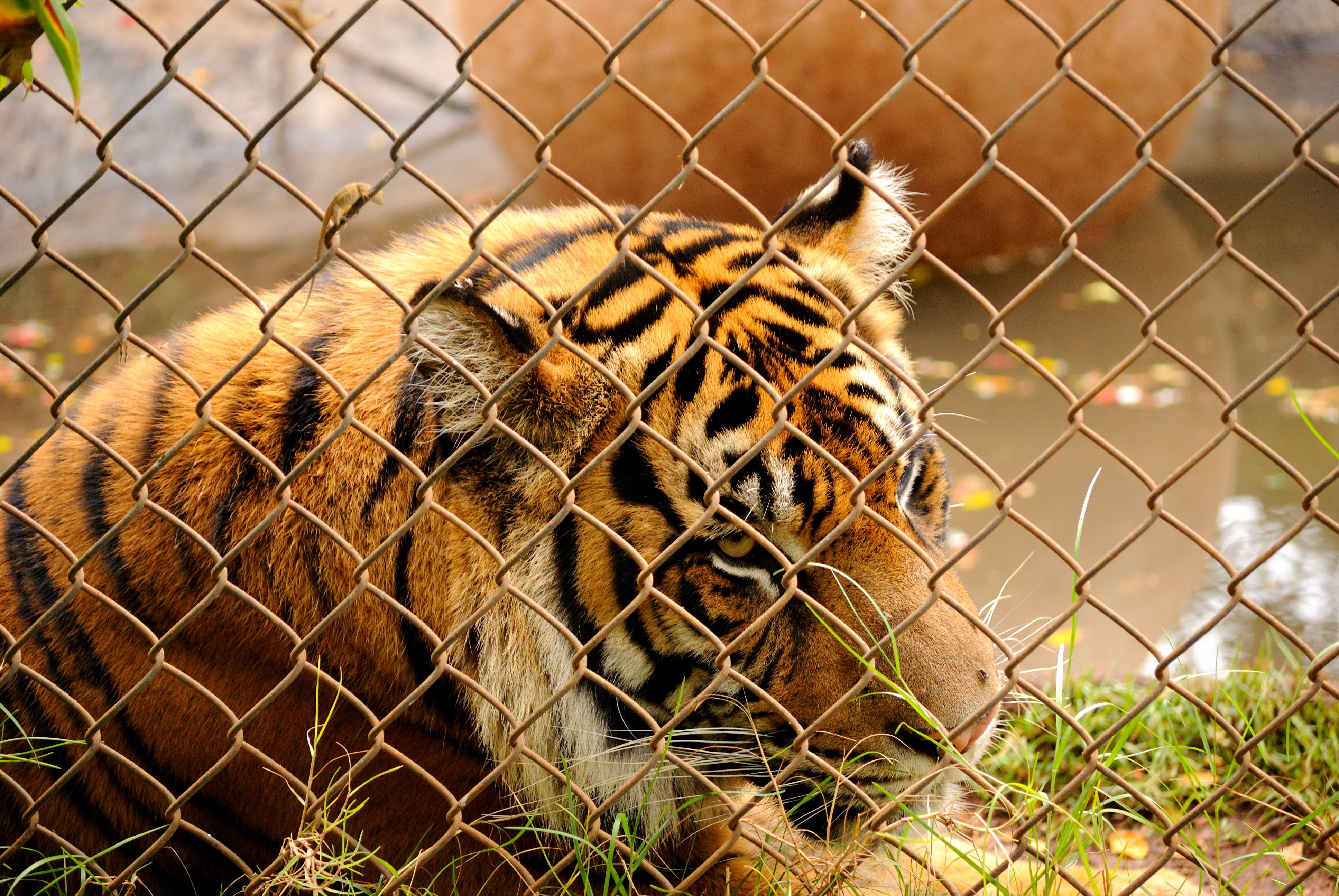 Tigris a kerítés mögött a honolului állatkertben, a veszélyes állatok biztonságos elhelyezésének illusztrációjaként.