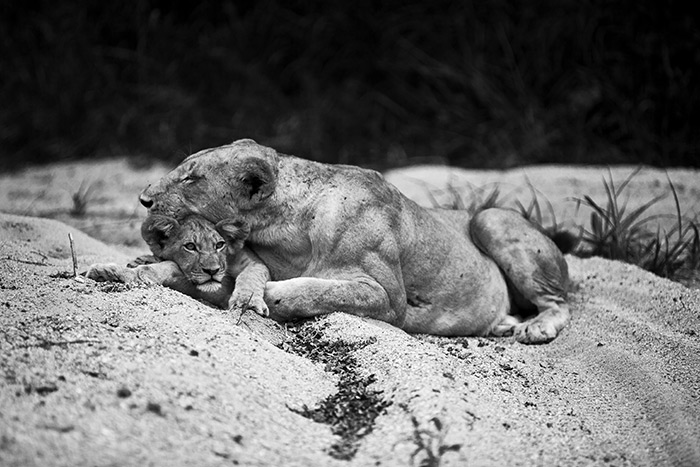 Sparta oroszlánnőstény és kölyke összebújva pihen a Maxabeni folyómedrének homokján, Londolozi területén.