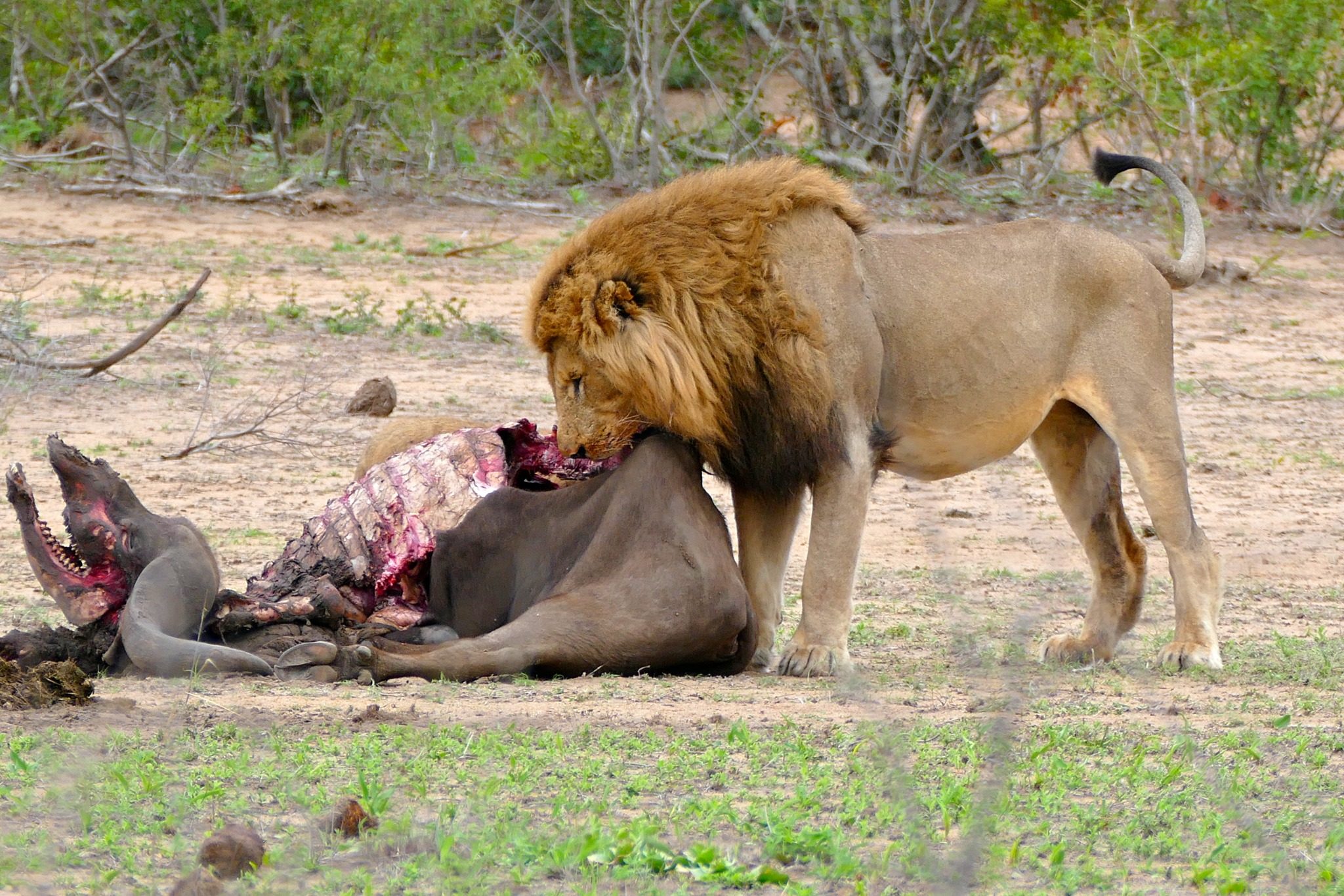 Hímoroszlán bivalymaradványnál a Kruger Nemzeti Parkban. A kép illusztráció, nem a Black Maned és Golden Maned történetében szereplő hímeket ábrázolja. Fotó: Bernard DUPONT